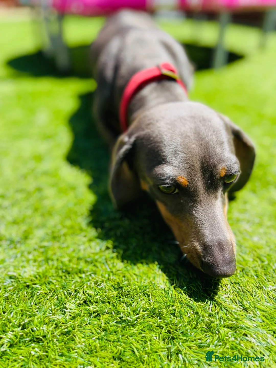 Dachshund dogs for sale: Miniature Dachshund puppies, rezervations open  in Basildon - Advert 6