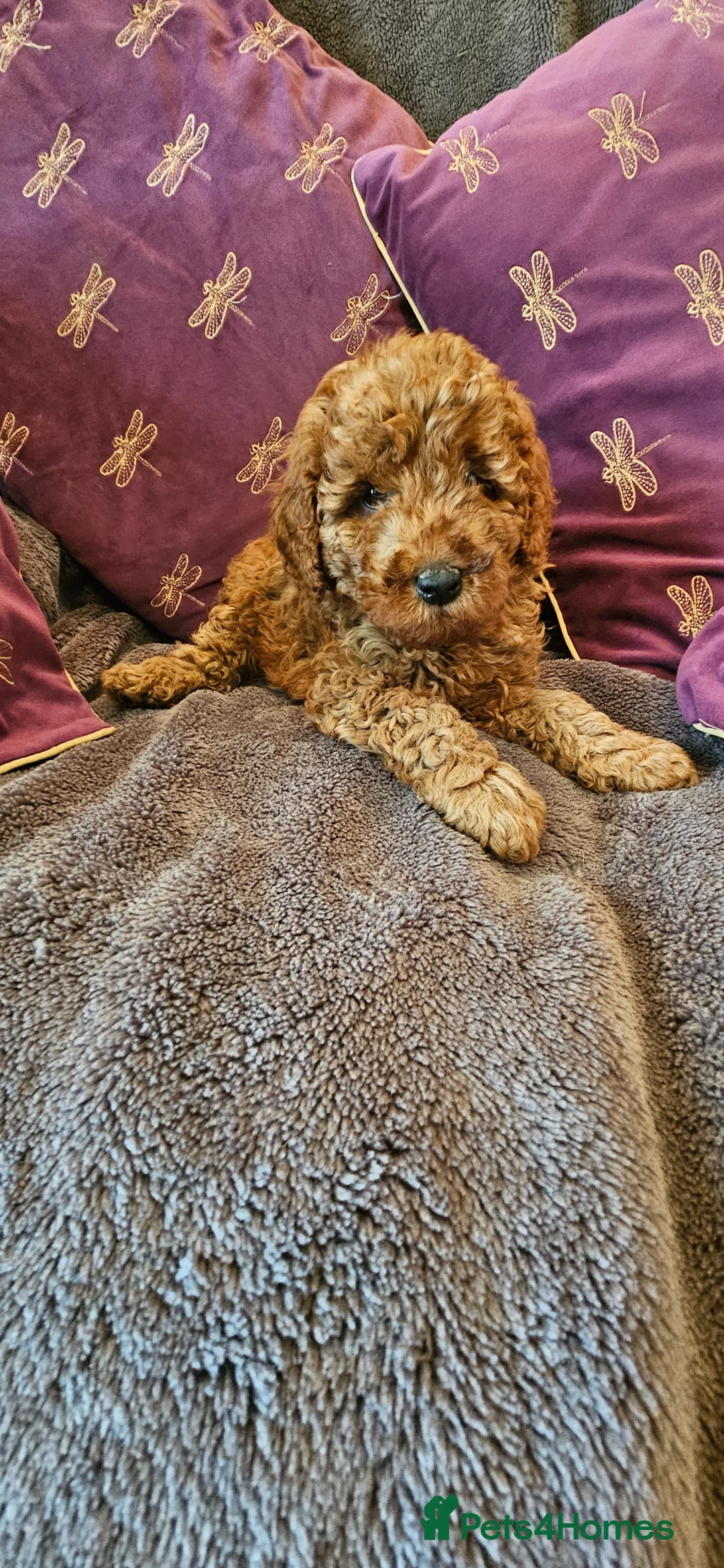 Toy Poodle dogs for sale: Beautiful Toy Poodle Puppies - Advert 1