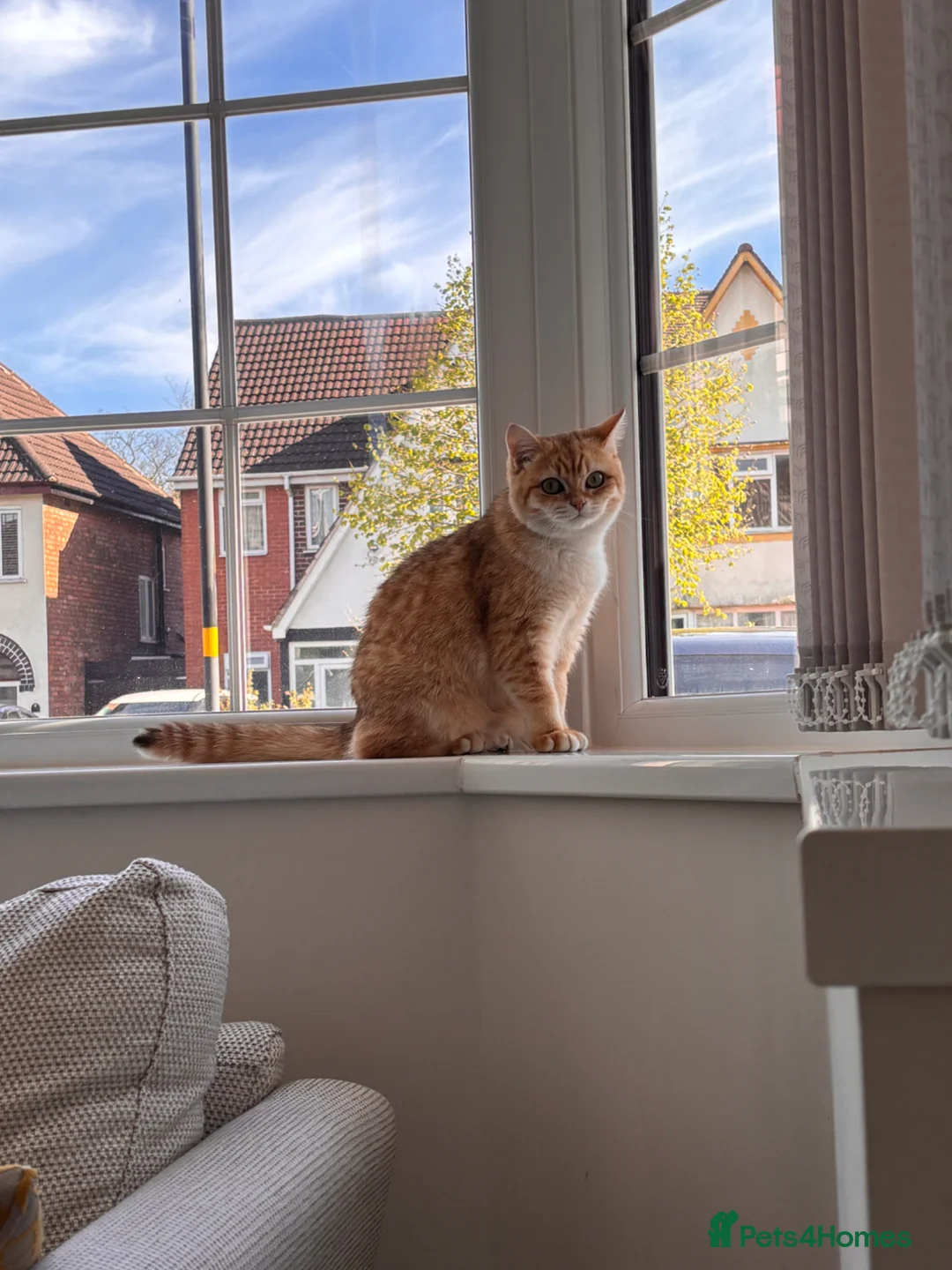 British Shorthair cats for sale: Golden tipped BSH female - Advert 2