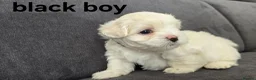 Maltese dogs for sale: ⭐️KC registered Maltese puppies⭐️ - Advert 39
