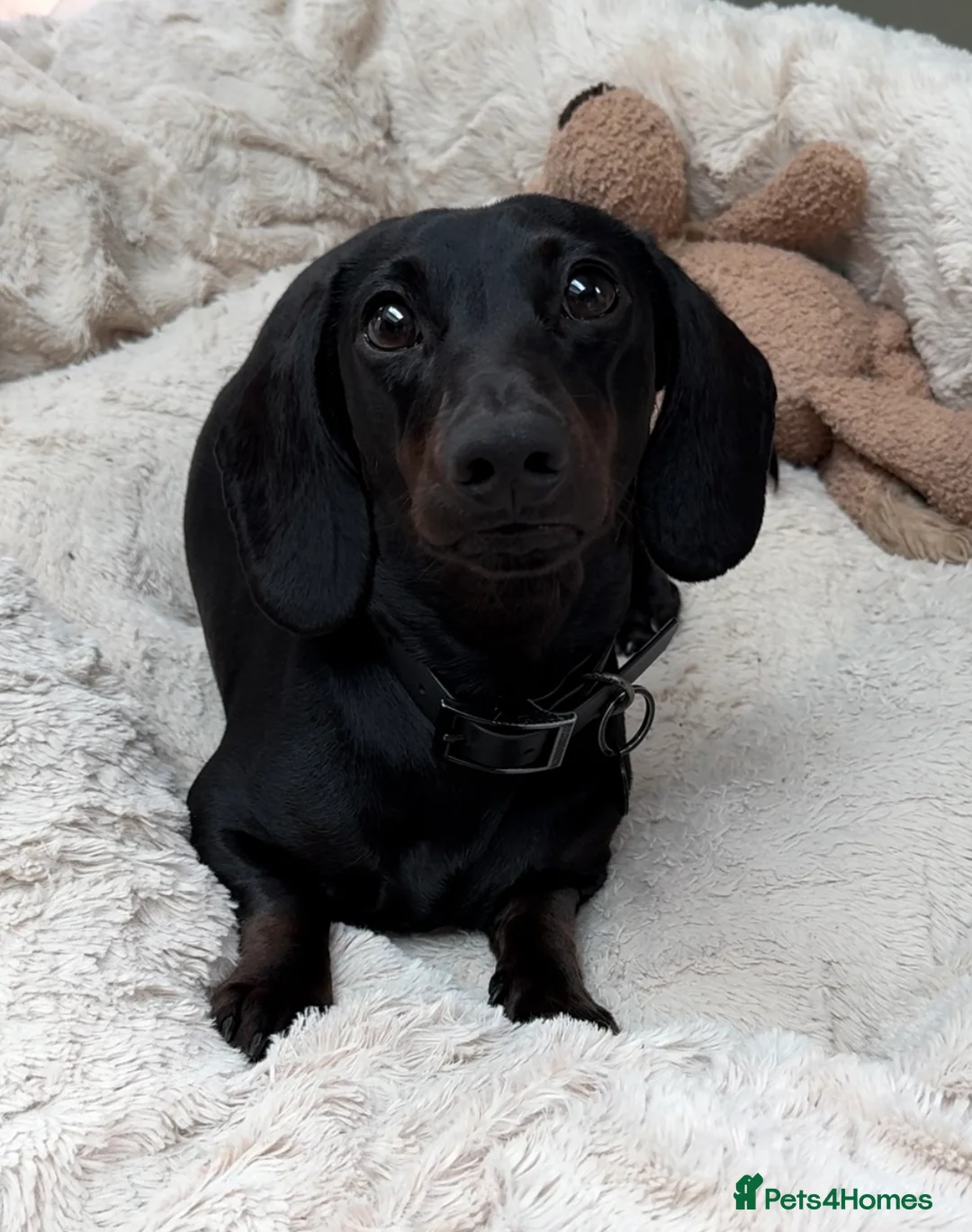 Miniature Dachshund dogs for stud: Rare KC Reg & Health Tested Miniature Dachshund in Rotherham - Advert 8