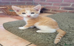 Domestic Shorthair cats for sale: Female kittens - Image 4