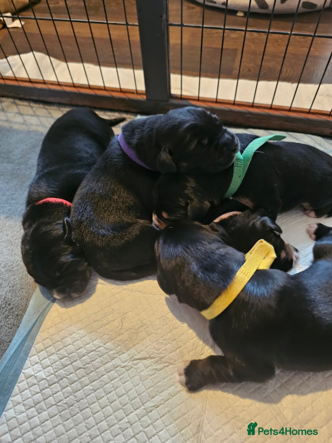 Mixed Breed dogs for sale: Puppies for sale  - Image 2