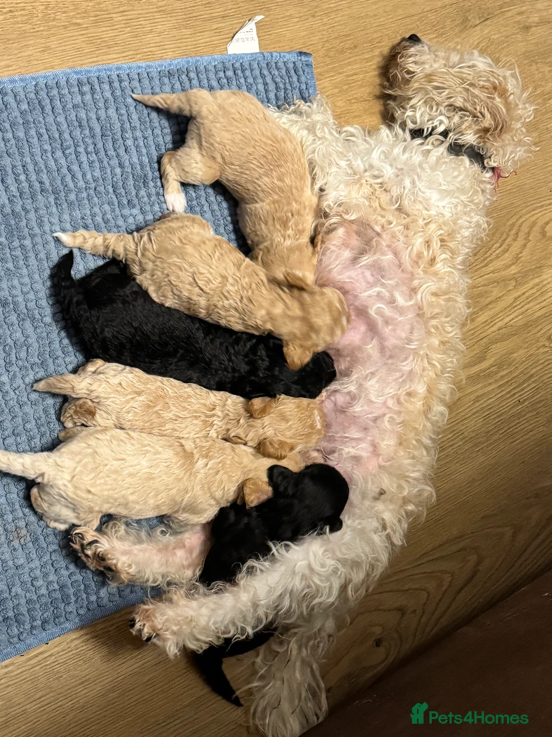 Mixed Breed dogs for sale: Poochon: 87.5% (and 12.5% jack russell) - Advert 16