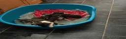 Italian Greyhound dogs for sale: Italian Greyhound puppies ready to leave  - Advert 10
