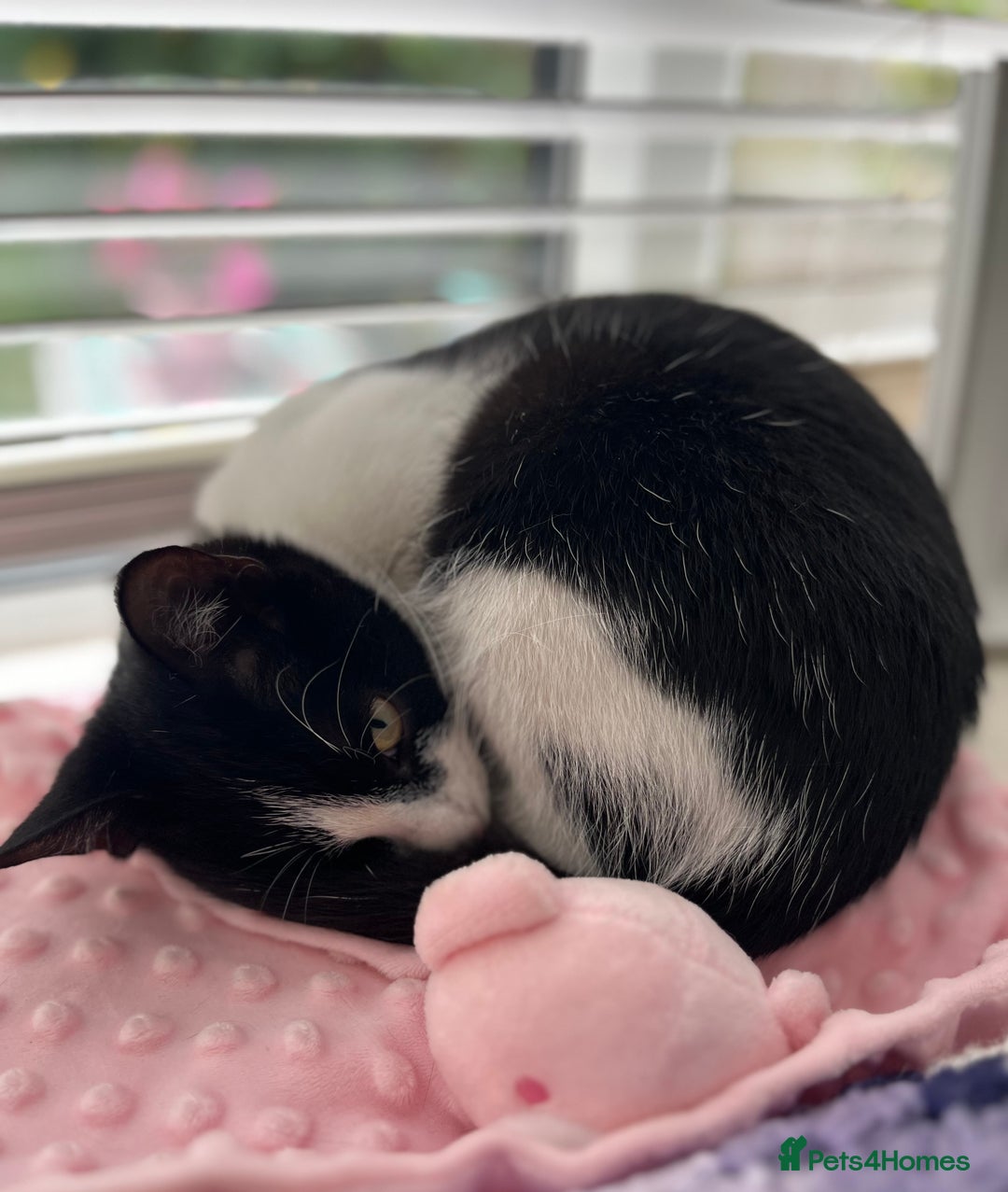 Mixed Breed cats for sale: Very sweet and gentle little kitten  - Image 3