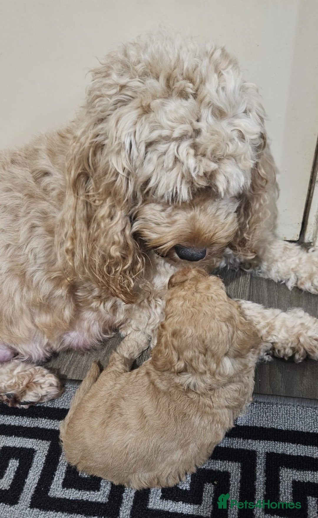 Cockapoo dogs for sale: Gorgeous cockapoo puppies, 2 boys and 2 girls - Advert 10