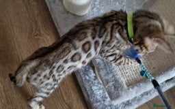 Bengal cats for sale: Last one😍Pure Bengal kittens❤️Ready to go😍 - Image 24