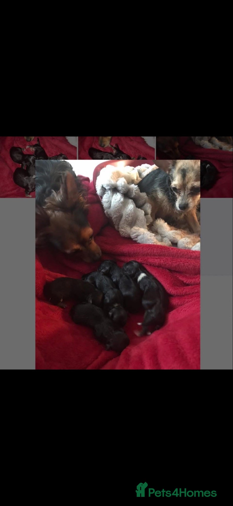 Chorkie dogs 2 chorkie pups  - Advert 1