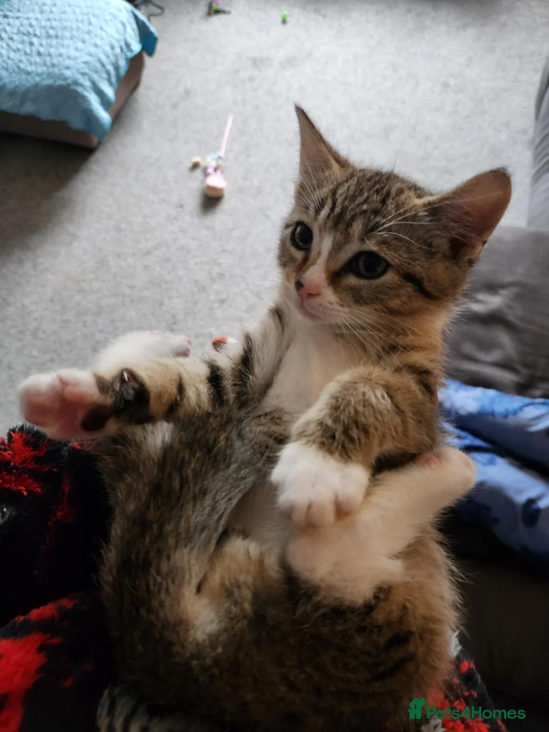 Mixed Breed cats for sale: Kitten - Advert 4