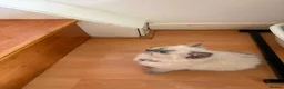 Ragdoll cats for sale: 6 perfect ragdoll kittens - Advert 15