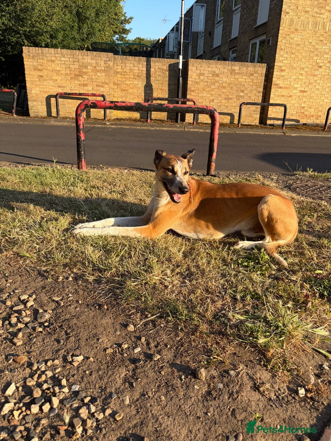 Mixed Breed dogs for sale: 4 year old male border collie x greyhound in Washington - Advert 1