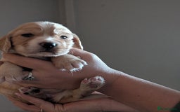 Cocker Spaniel dogs for sale: Golden and red working cocker spaniels  - Image 6