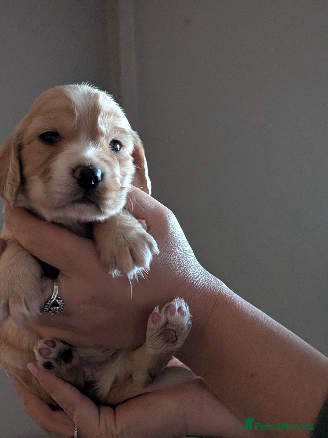 Cocker Spaniel dogs for sale: Golden and red working cocker spaniels  - Image 6
