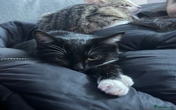 Domestic Shorthair cats for sale: 2 kittens for sale - Image 4