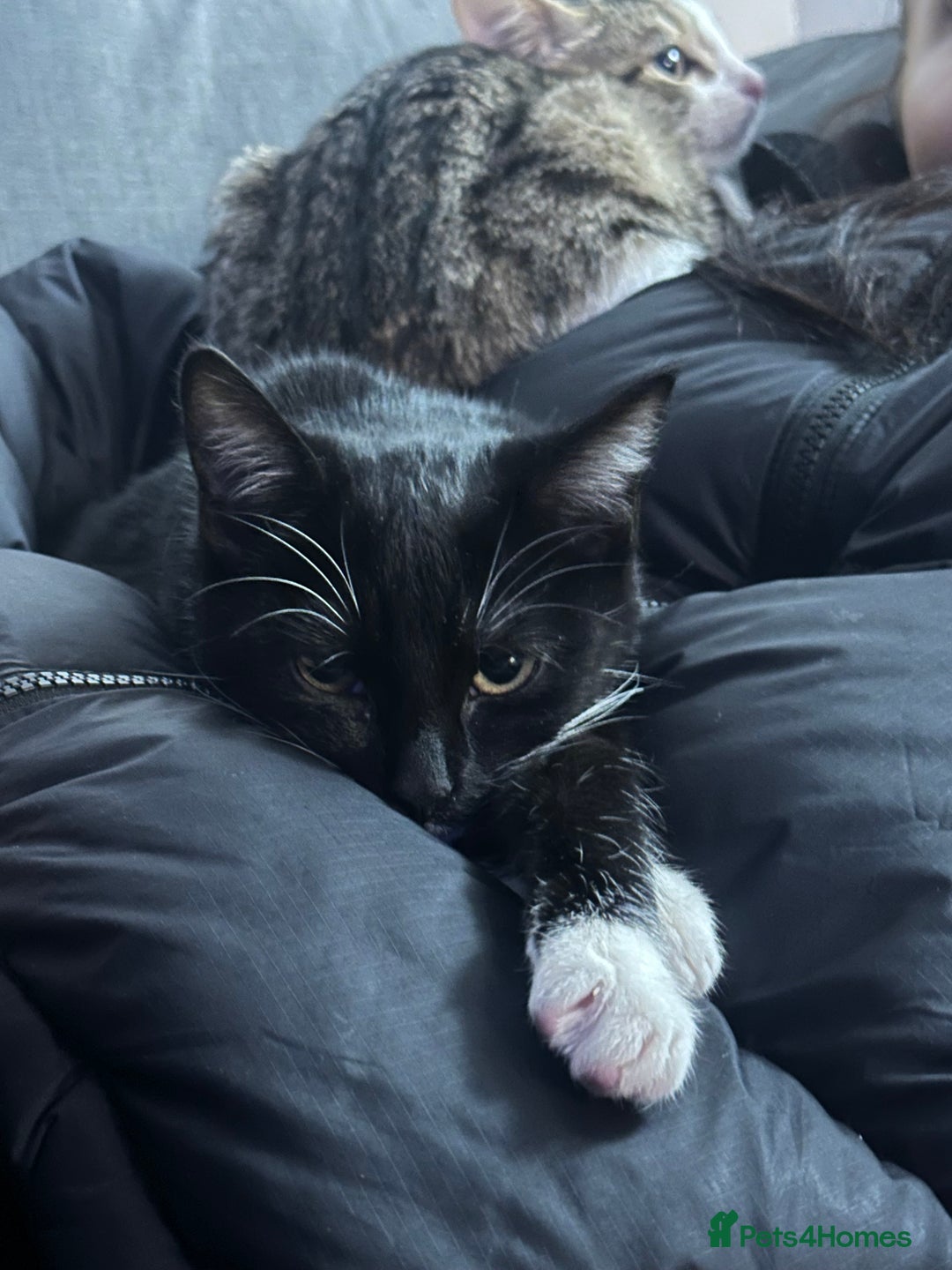 Domestic Shorthair cats for sale: 2 kittens for sale - Image 4