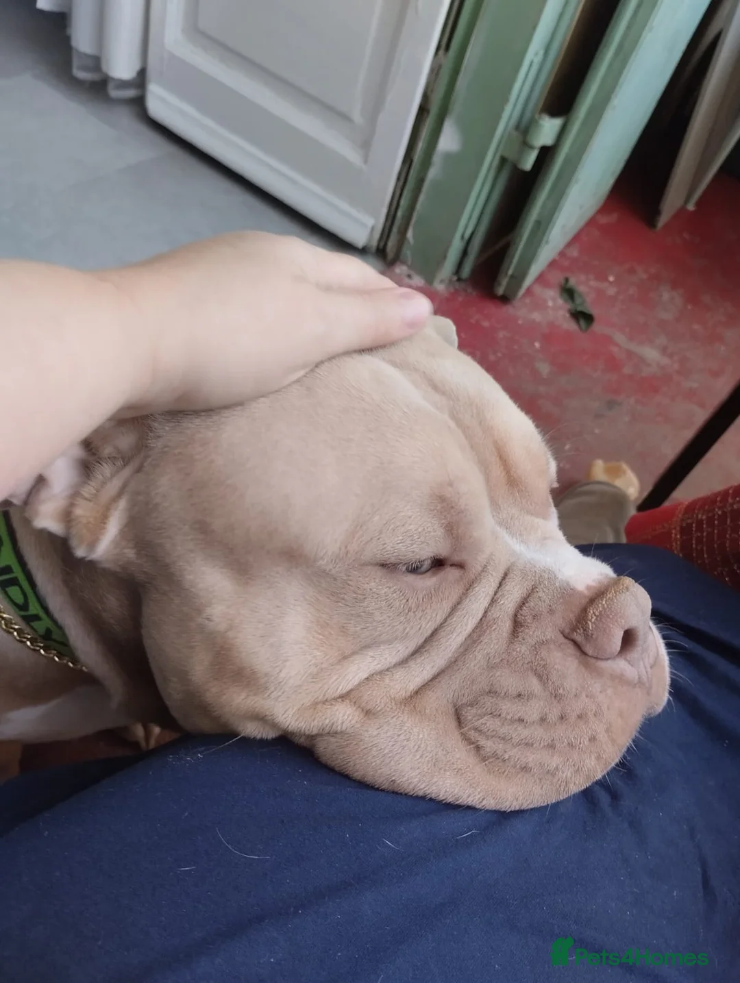 American Bully dogs for sale: Bruno 2 years old very friendly  - Advert 4