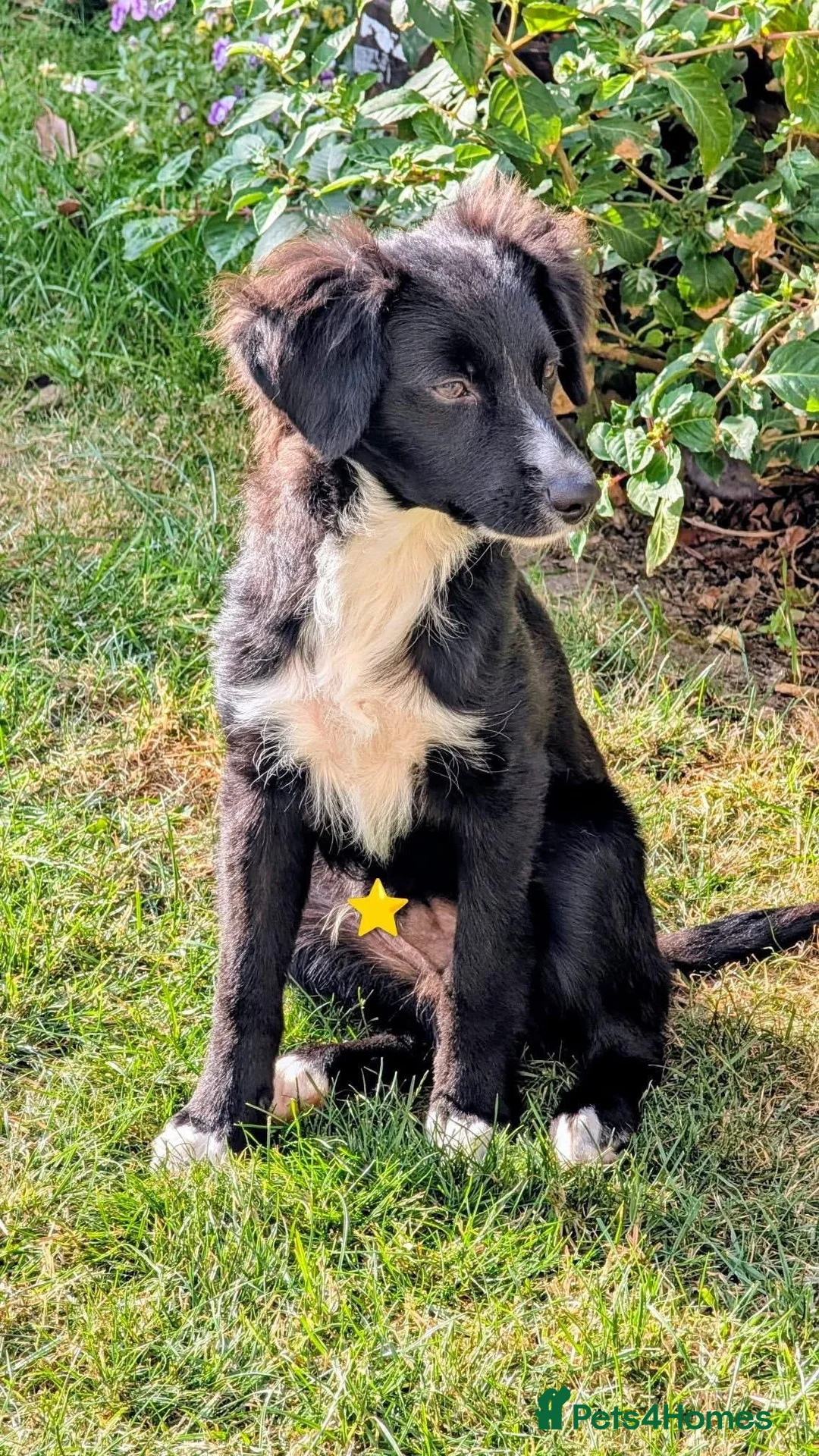 Mixed Breed dogs for adoption: Meeko - Advert 2