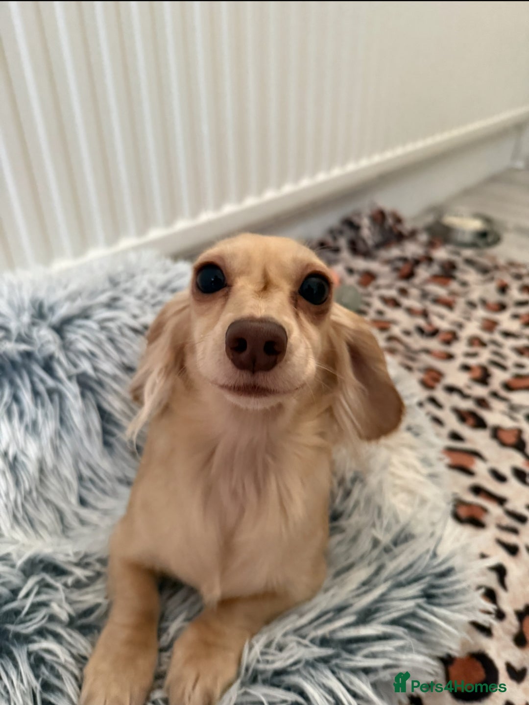 Miniature Dachshund dogs for sale: Long haired Cream Miniature dauchund  - Advert 2