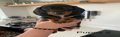 Miniature Dachshund Puppy 2