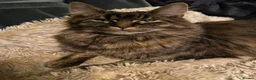 Maine Coon cats for sale: 2 Maine Coon Cats Seeking a Loving New Home - Advert 13