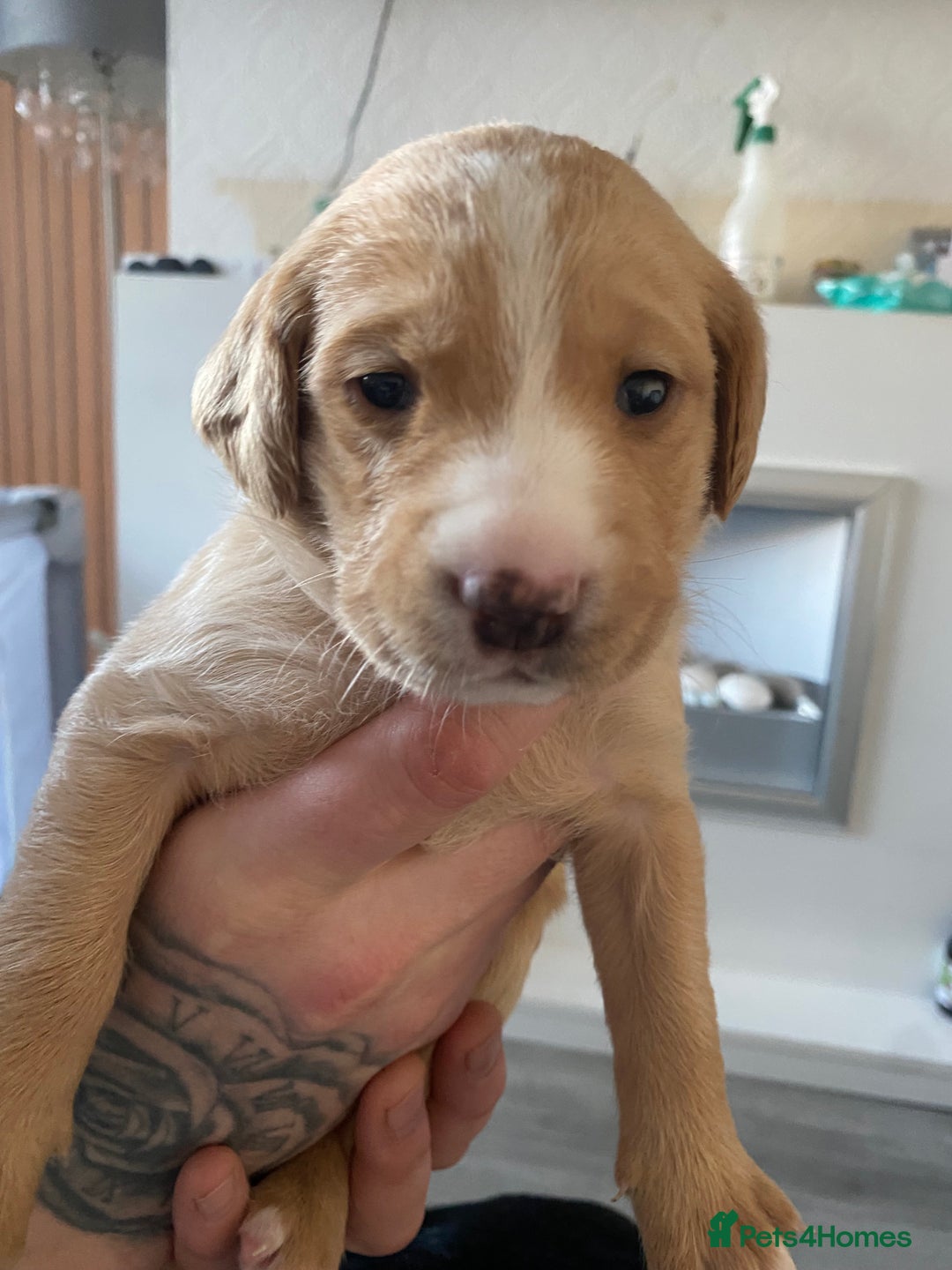 Springador dogs for sale: Labrador puppies - Advert 26