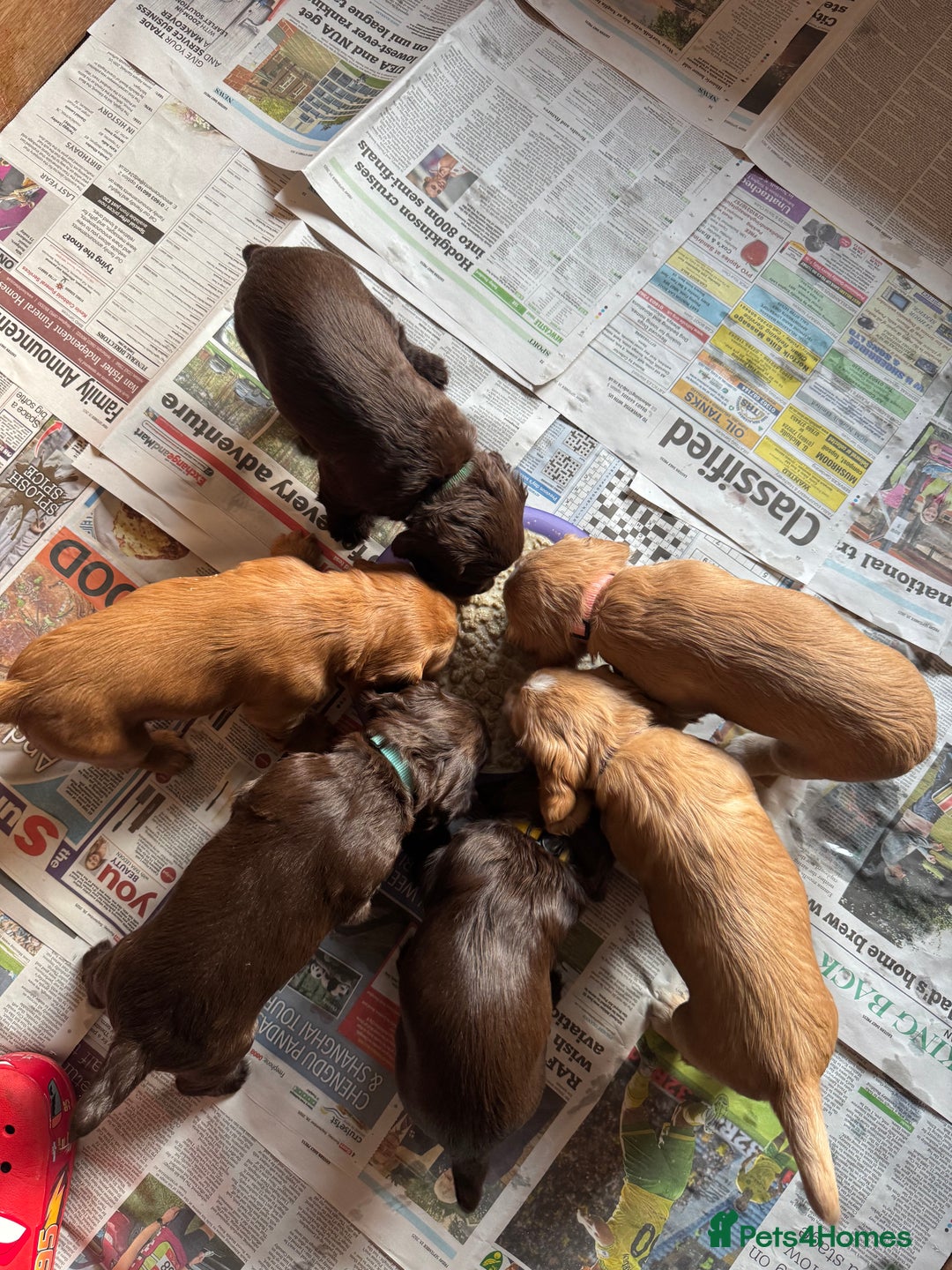 Cocker Spaniel dogs for sale: KC Registered Working Cocker Spaniels - Advert 3