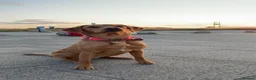 Labrador Retriever dogs for sale: Labrador puppies 4 male 2 female  - Advert 4