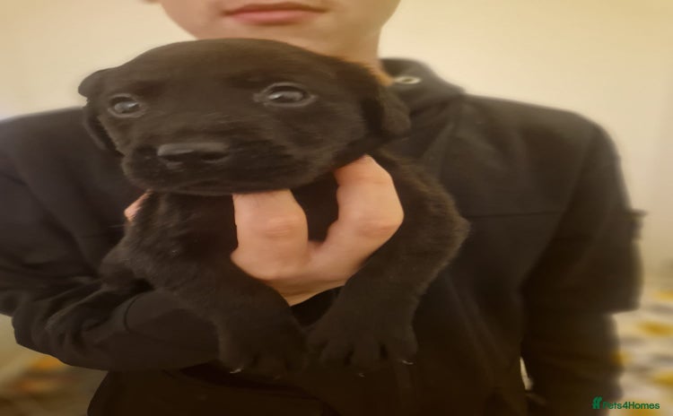Labrador Retriever dogs - Advert 1
