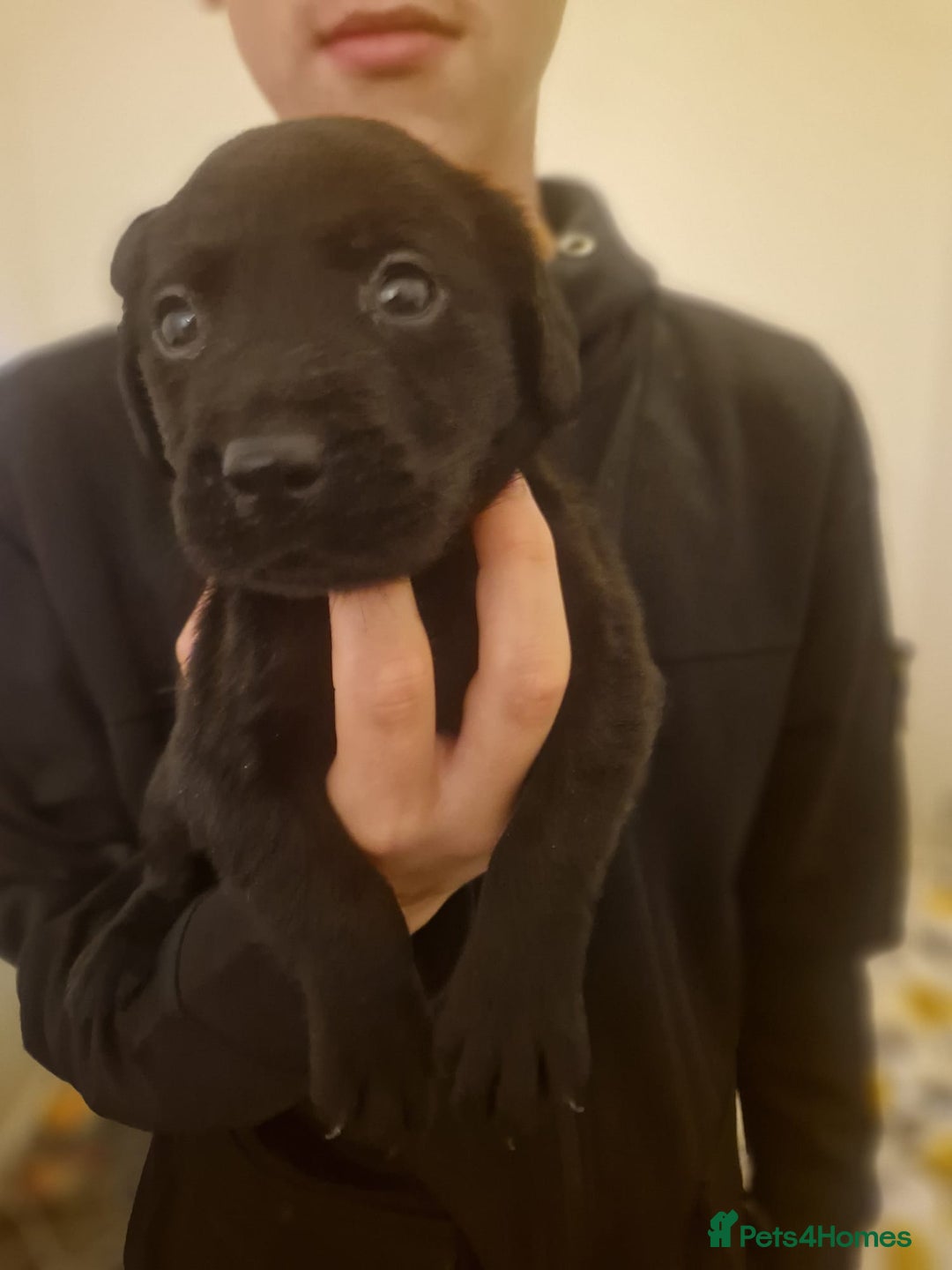 Labrador Retriever dogs for sale: Miss Danielle carter - Image 1