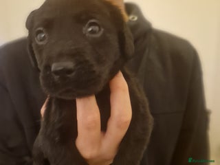 Labrador Retriever dogs - Advert 24