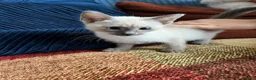 Siamese cats for sale: Siamese girls ready soon - Advert 2