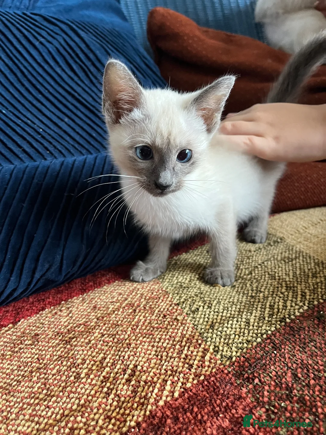 Siamese cats for sale: Siamese girls ready soon - Advert 2