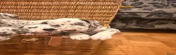 Dalmatian dogs for sale: 6 Dalmatian Puppies for Sale  in Heathfield - Advert 9