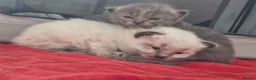 Mixed Breed cats for sale: ✨ Stunning Ragdoll x British Shorthair Kittens ✨ - Advert 5
