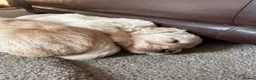 Golden Retriever dogs for sale: Golden Retriever Puppies  - Advert 4
