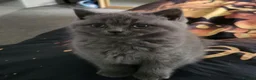 British Shorthair cats for sale: British short hair - Advert 10
