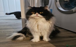 Persian cats for sale: 1x male persian cat - Image 3