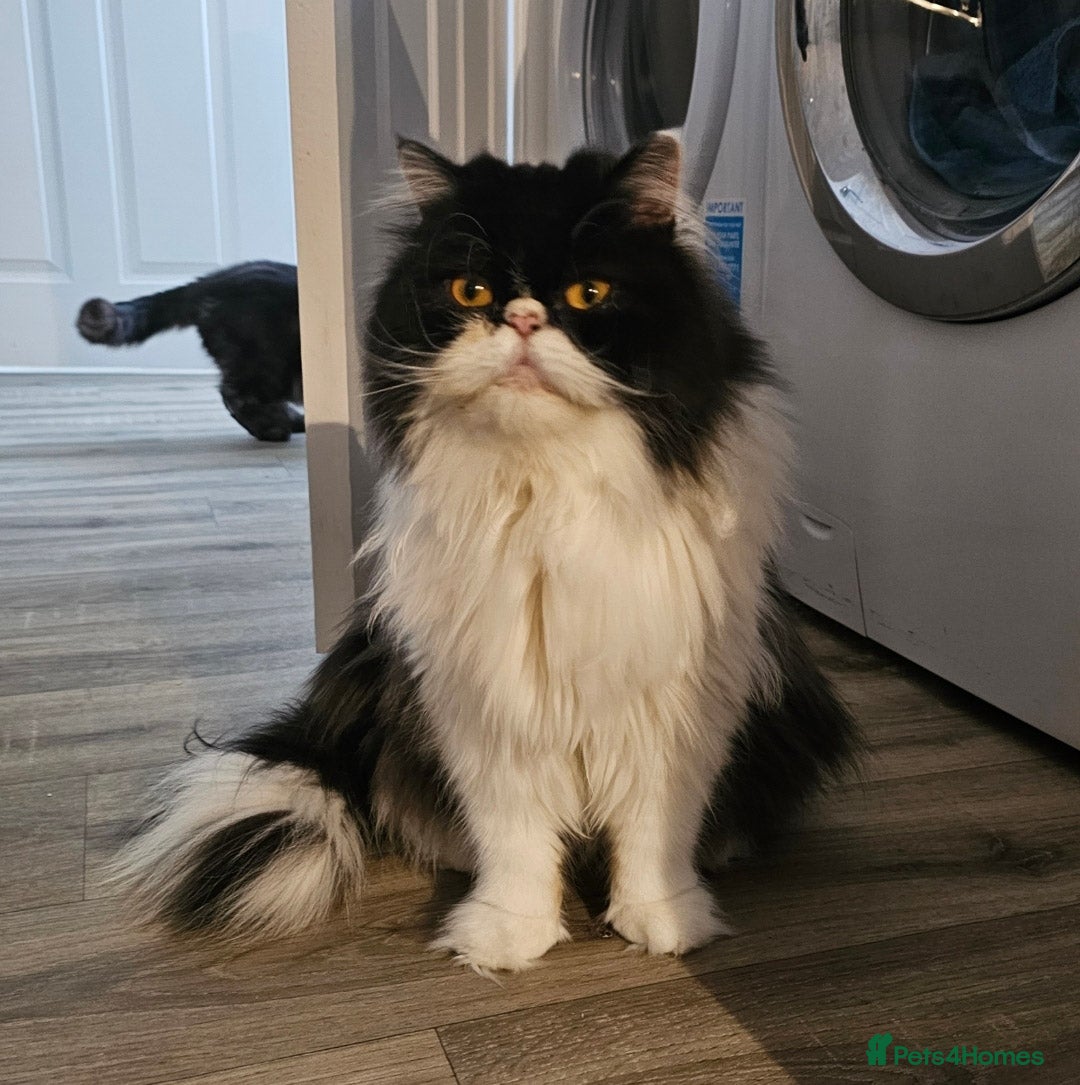 Persian cats for sale: 1x male persian cat - Image 3