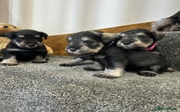 Miniature Schnauzer dogs for sale: Miniature Schnauzer Puppies KC/BVA/MAC Tested - Image 9