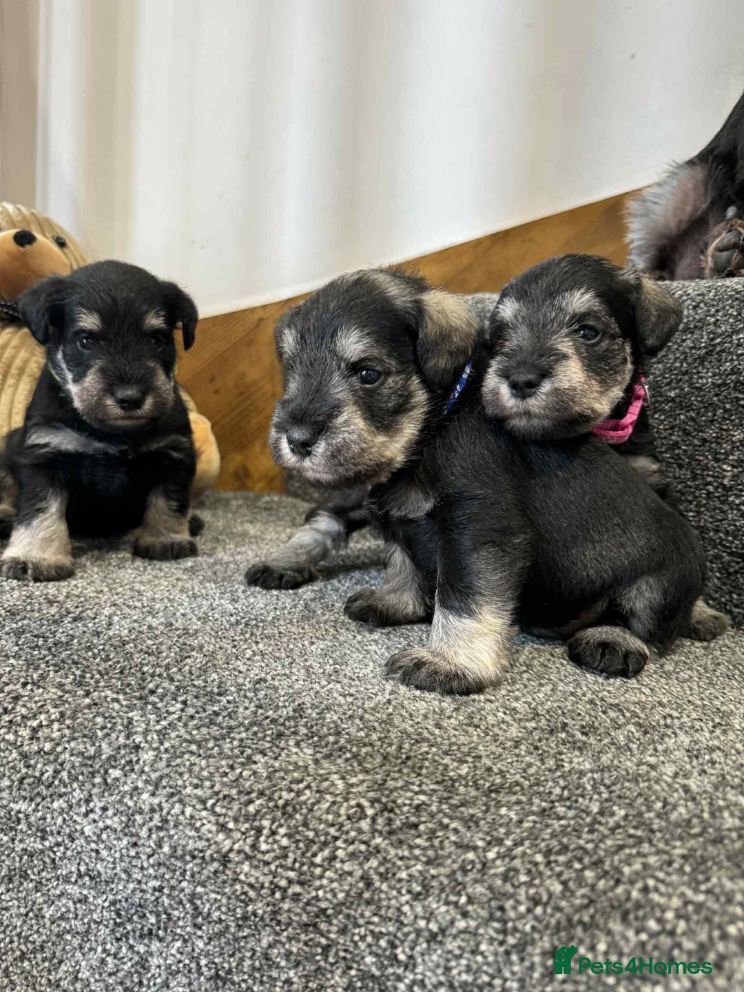 Miniature Schnauzer dogs for sale: Miniature Schnauzer Puppies KC/BVA/MAC Tested - Image 9