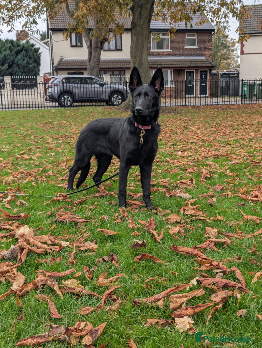 German Shepherd dogs for sale: German Shepherd female  - Advert 6