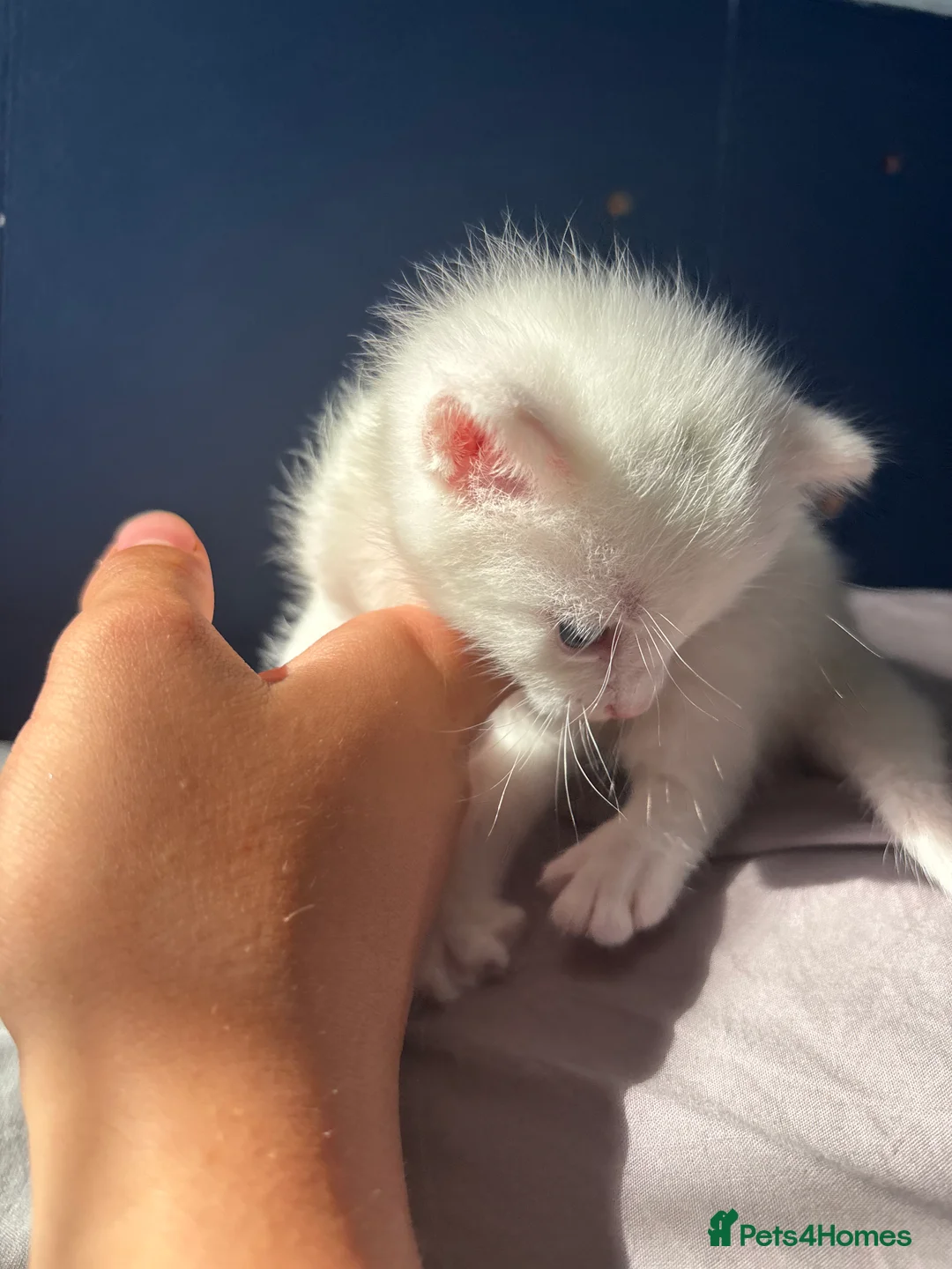 Mixed Breed cats for sale: 3 kittens for sale - Advert 2