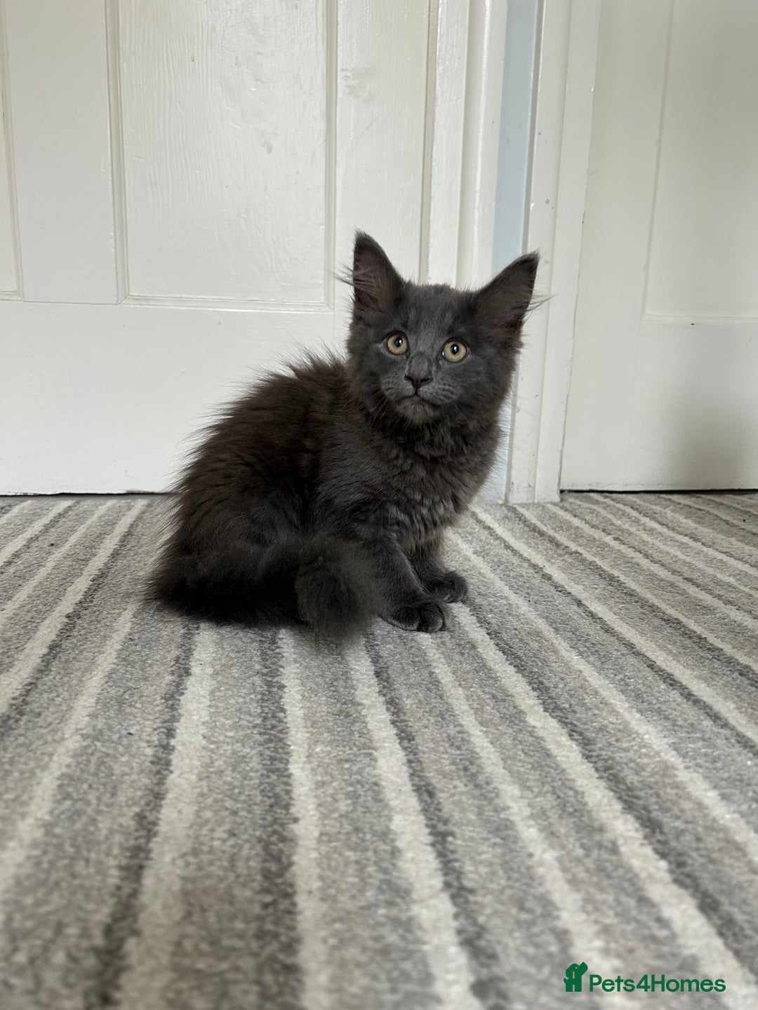 Russian Blue cats for sale: Incredible kittens  - Image 14