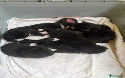 Domestic Shorthair cats for sale: Kittens for sale £80 - Image 12