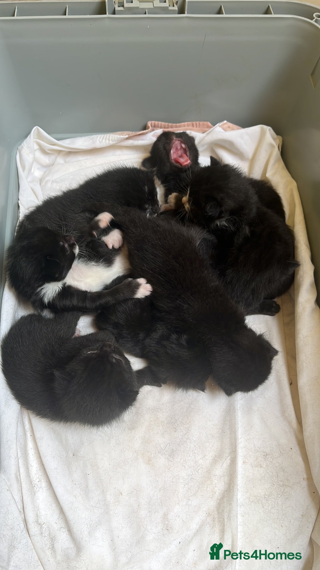 Domestic Shorthair cats for sale: Kittens for sale £80 - Image 12