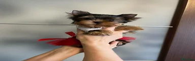 Yorkshire Terrier 2