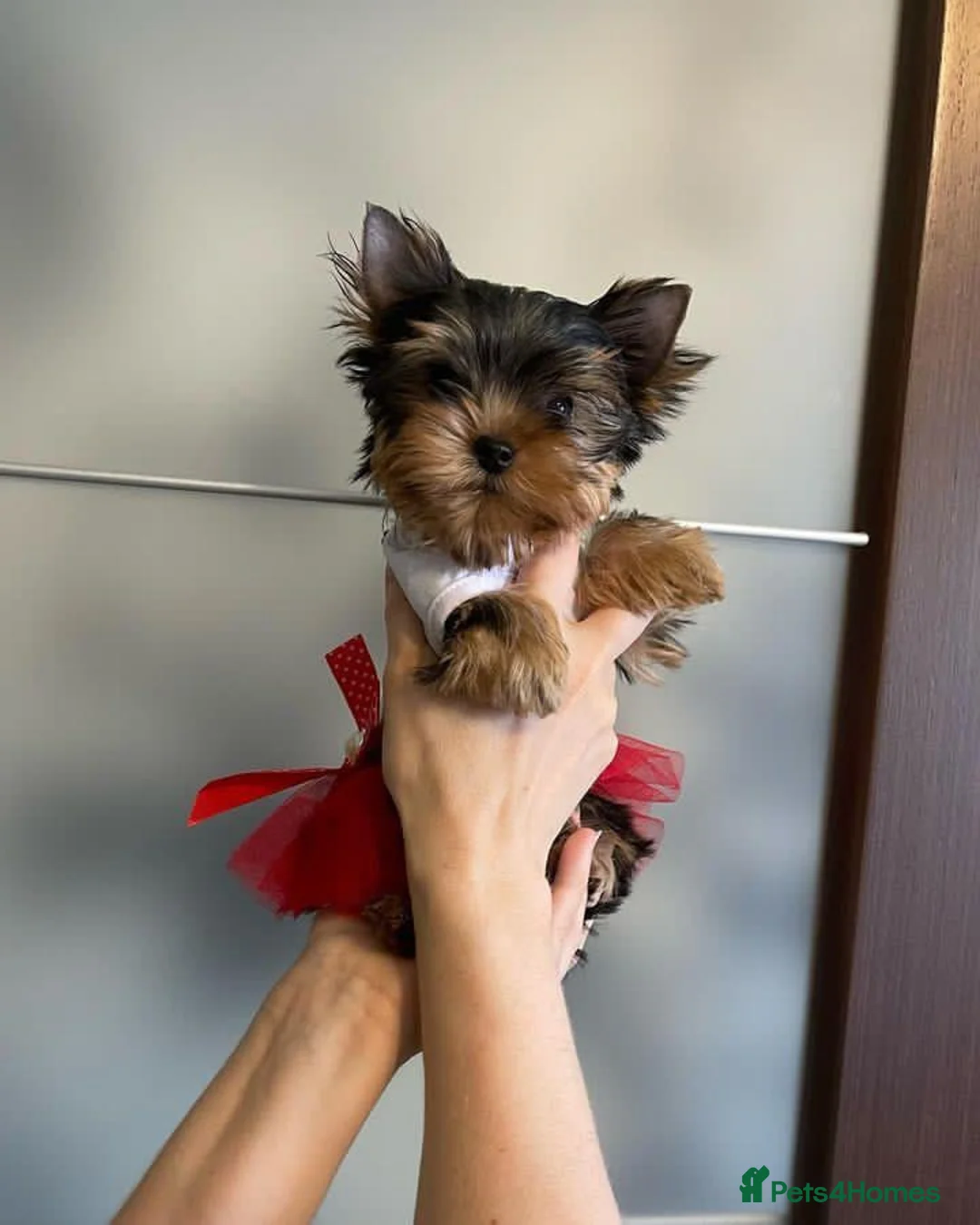 Yorkshire Terrier dogs for sale: Yorkshire Terrier puppies in Luton - Advert 2