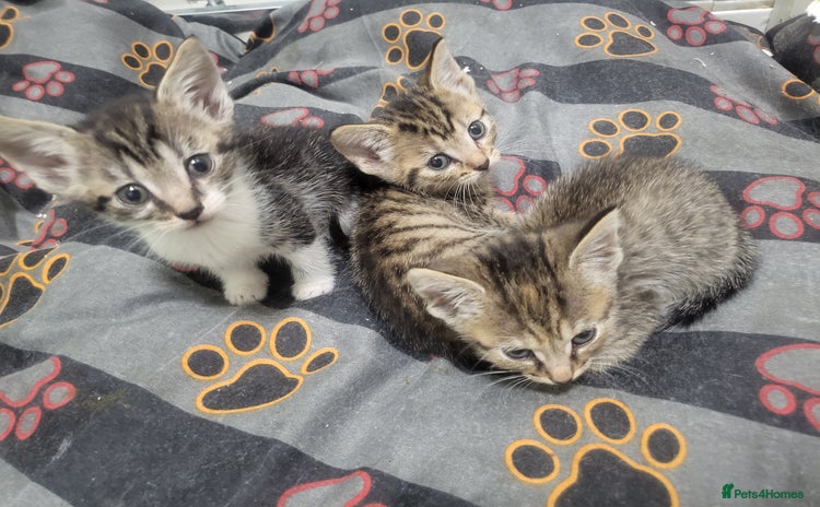 Mixed Breed cats - Advert 2