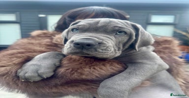 Mixed Breed dogs - Advert 4